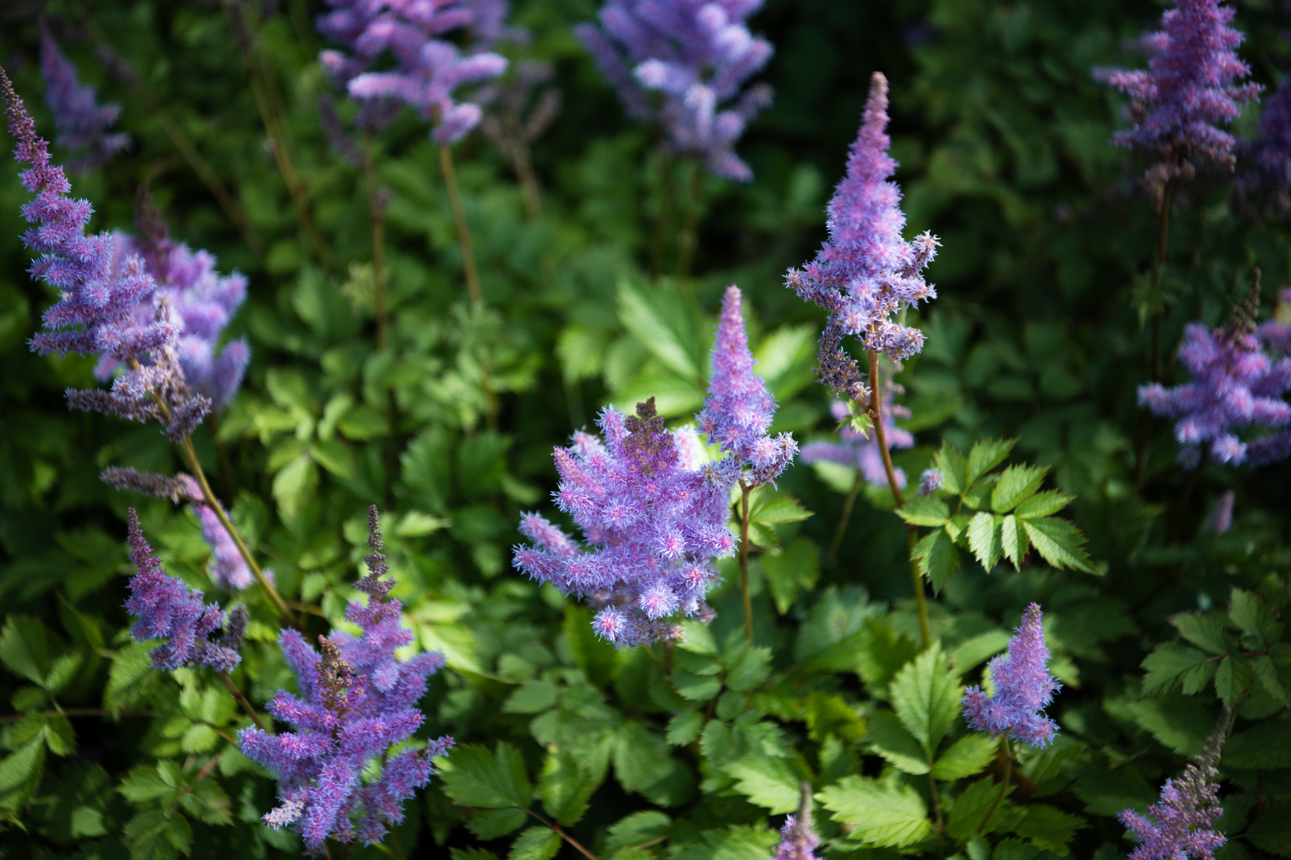 Achtertuin in Nootdorp